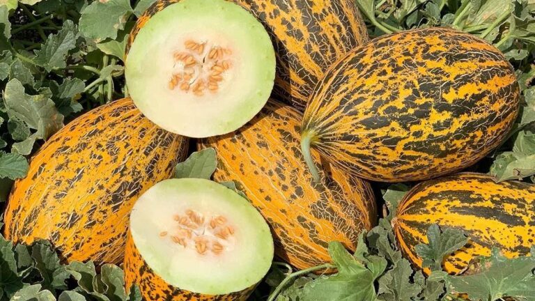 Kavun Kilo Aldırır Mı? Kavun Kilo Yapar Mı?