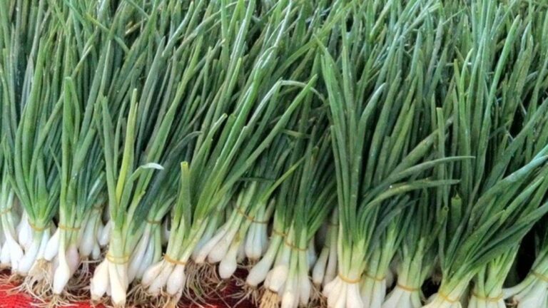 Son dakika: Yeşilsoğanın Faydaları Nelerdir? Yeşil Soğan Hangi Hastalıklara, Neye İyi Gelir?