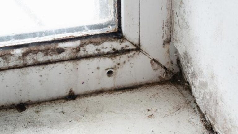 Küf mantarları bakın nasıl kansere sebep oluyor…