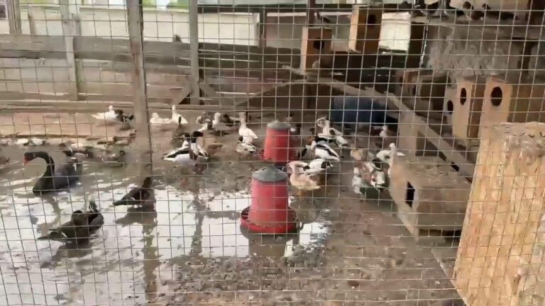 Bir evde kaçak yollarla bulundurulan 98 hayvan ele geçirildi