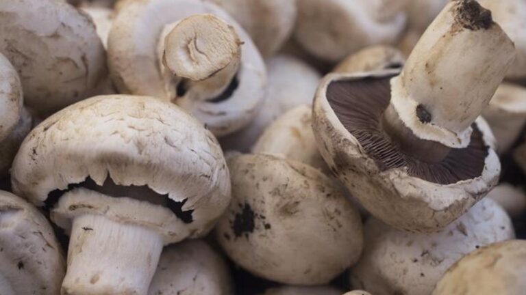 Mantar Zehirlenmesi Belirtileri Nelerdir? Mantar Zehirlenmesi Nasıl Anlaşılır? Tedavi Yöntemleri Nelerdir?