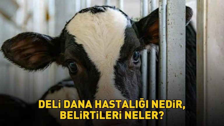 Deli dana hastalığı nedir, belirtileri neler? Deli dana hastalığı nasıl bulaşır? Ankaradan sonra Boluda da ortaya çıktı!