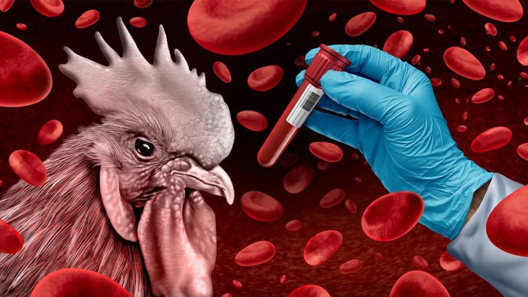 Kuş gribi alarmı! Yüksek riskli bölgelerde kümes hayvanları kapatılacak: “Küresel bir sorun haline geliyor”